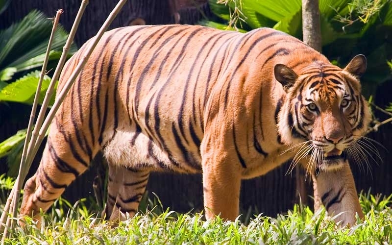 Malaysia nỗ lực cứu loài hổ Mã Lai khỏi bị tuyệt chủng